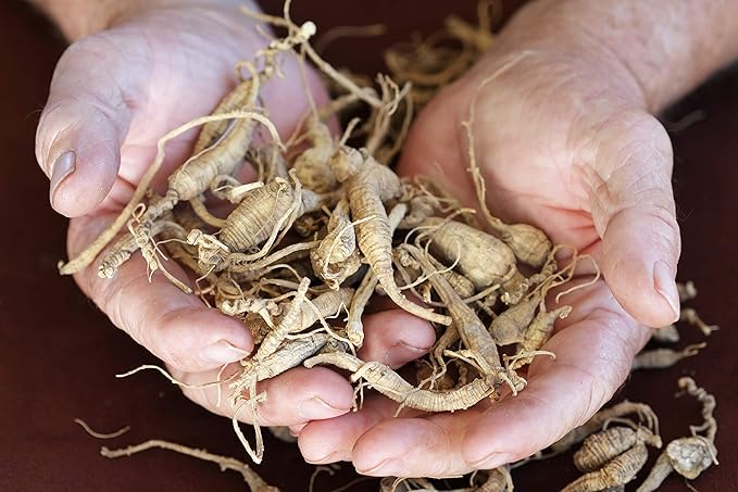 Health Embassy Siberian Ginseng Root Cut Tea | Eleutherococcus senticosus | Herbal Tea (100g)
