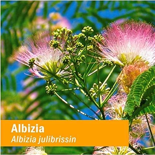 Herb Pharm Albizia Liquid Extract for Nervous System Support - 4 Ounce